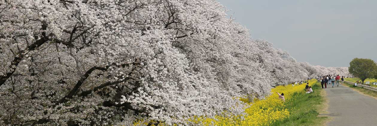 熊谷の桜堤は、圧巻です